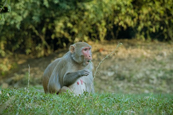 Panneau solaire photovoltaïque : un choix fiable et recommandé